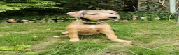 Mixed Breed dogs for sale: 7 beautiful staffie x labradoodle puppies for sale - Advert 7