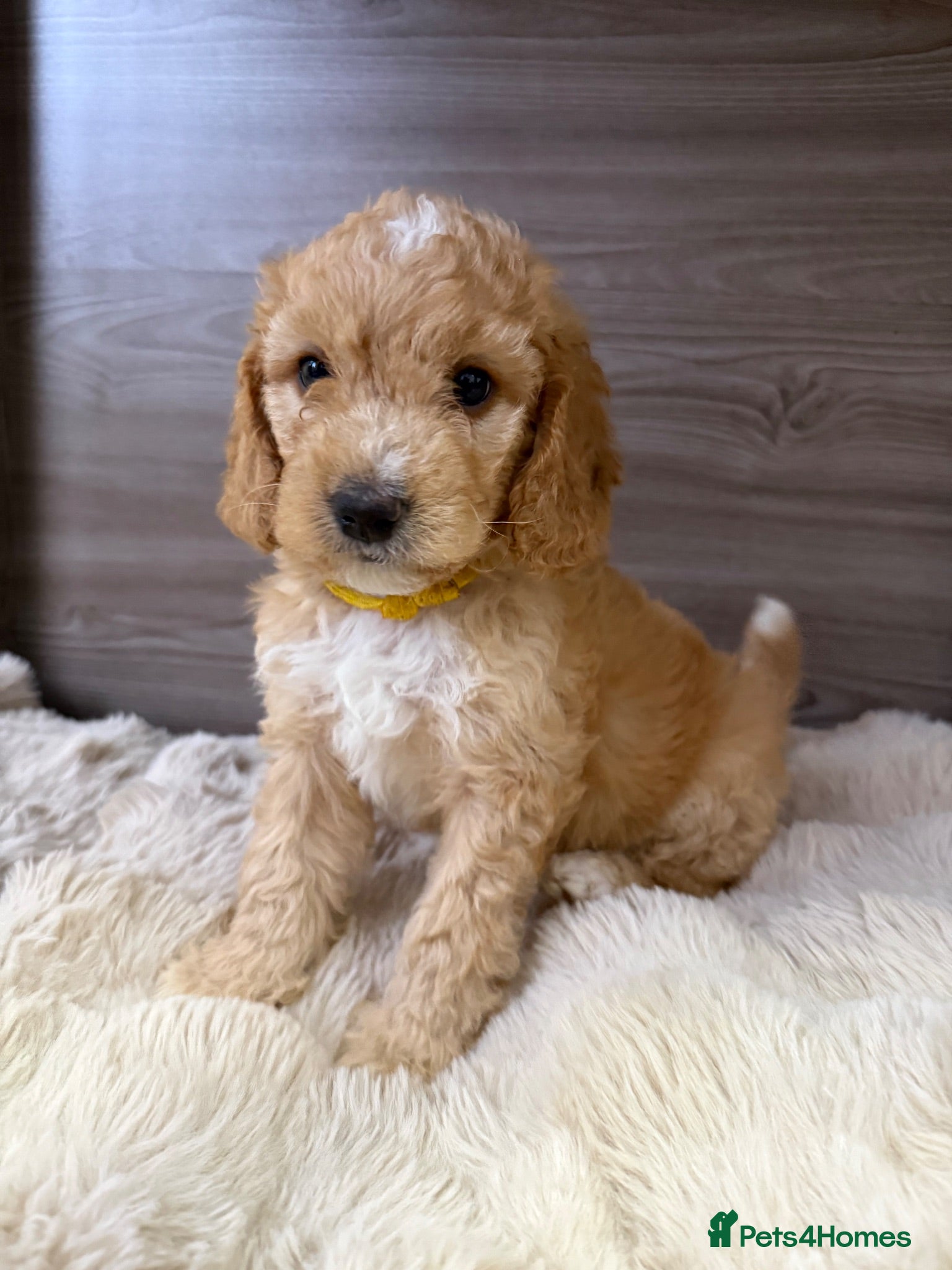 Australian Labradoodle dogs Outstanding 5 🌟🌟 Australian labradoodle litter  - Advert 17