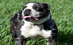 Alapaha Blue Blood Bulldog dogs for sale:  Loving Home Wanted for Hugo - The Sofa King 👑 - Image 4