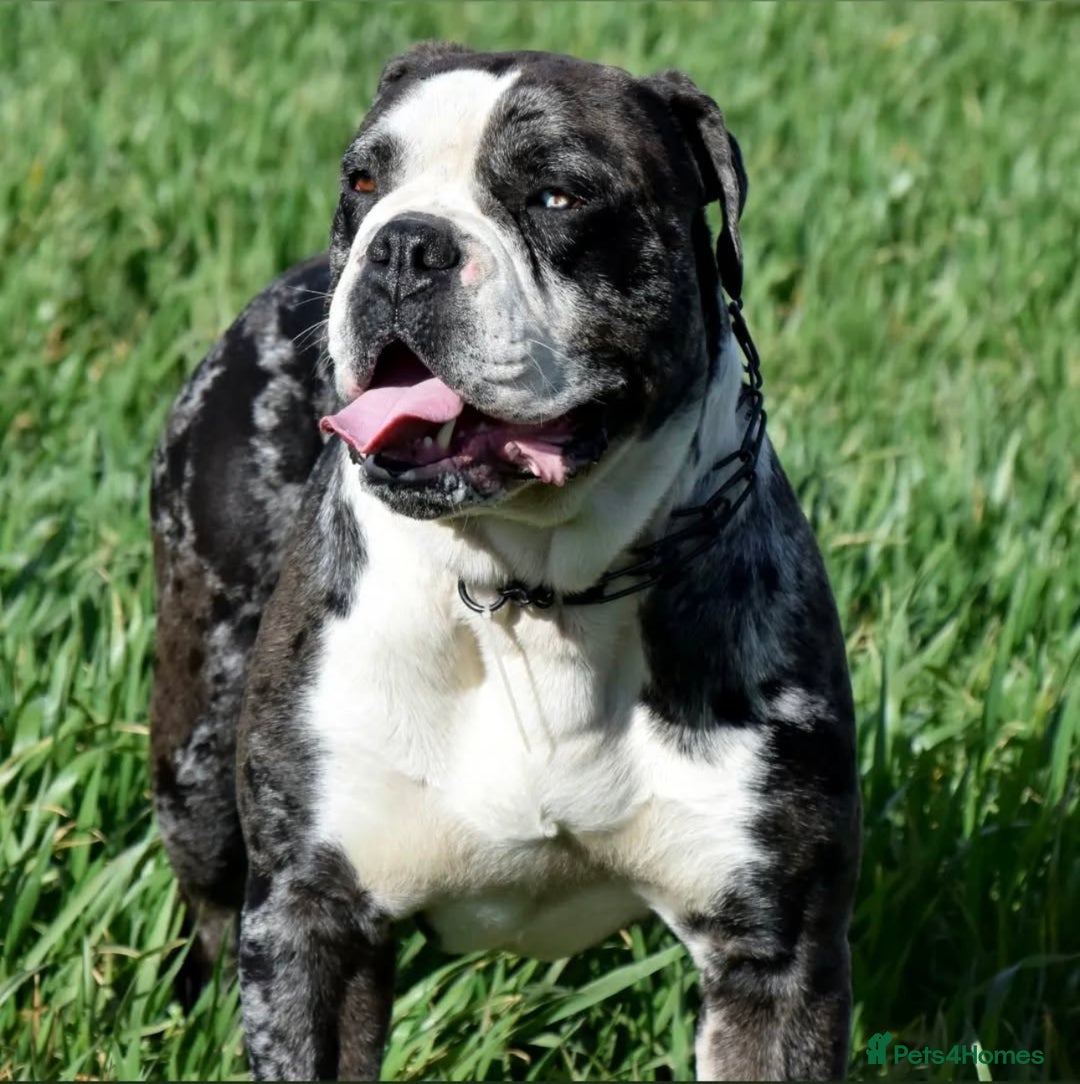 Alapaha Blue Blood Bulldog dogs for sale:  Loving Home Wanted for Hugo - The Sofa King 👑 - Image 4