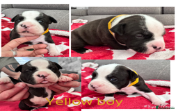 Staffordshire Bull Terrier dogs for sale: Puppy for sale  - Advert 2