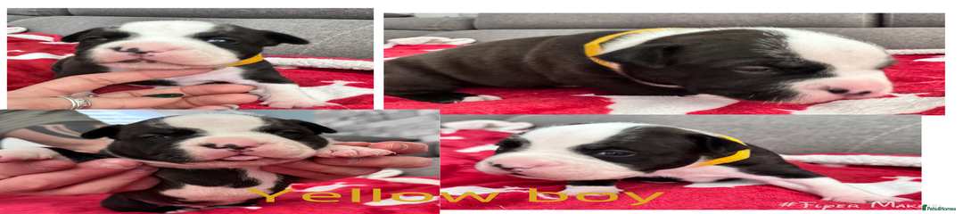 Staffordshire Bull Terrier Puppy 3