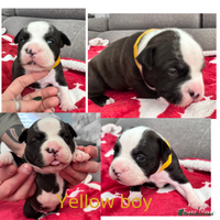Staffordshire Bull Terrier dogs Puppy for sale - Advert 3