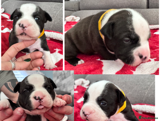 Staffordshire Bull Terrier dogs Puppy for sale - Advert 1