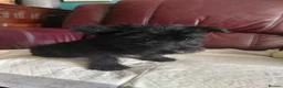 Scottish Terrier dogs for sale: Ready to go Scottish terrier puppies available - Advert 7