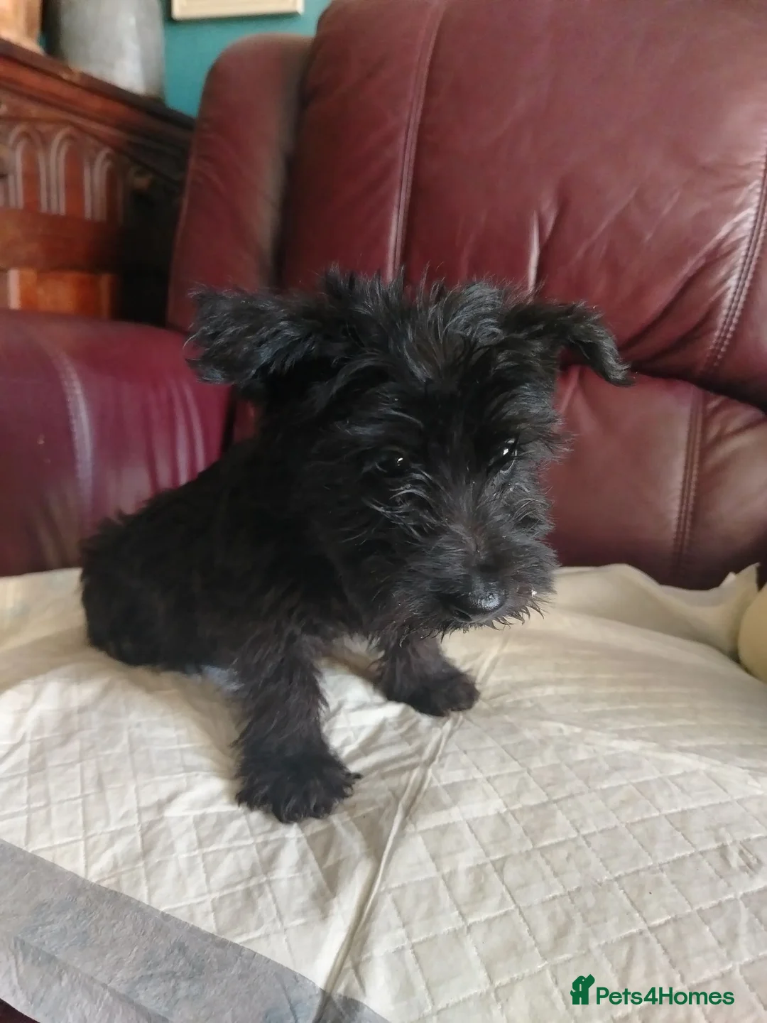 Scottish Terrier dogs for sale: Ready to go Scottish terrier puppies available - Advert 12