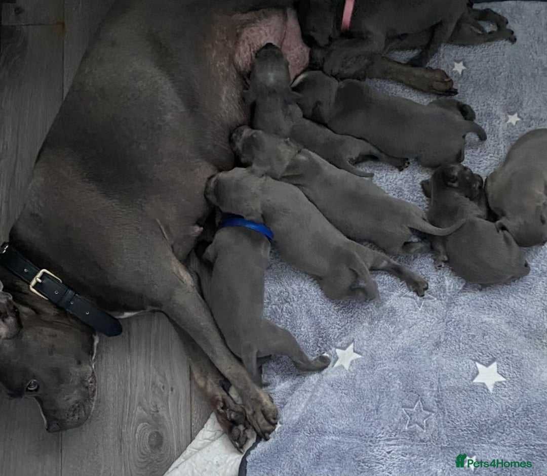 Staffordshire Bull Terrier dogs for sale: Pure breed blue Staffordshire bull terrier - Image 10