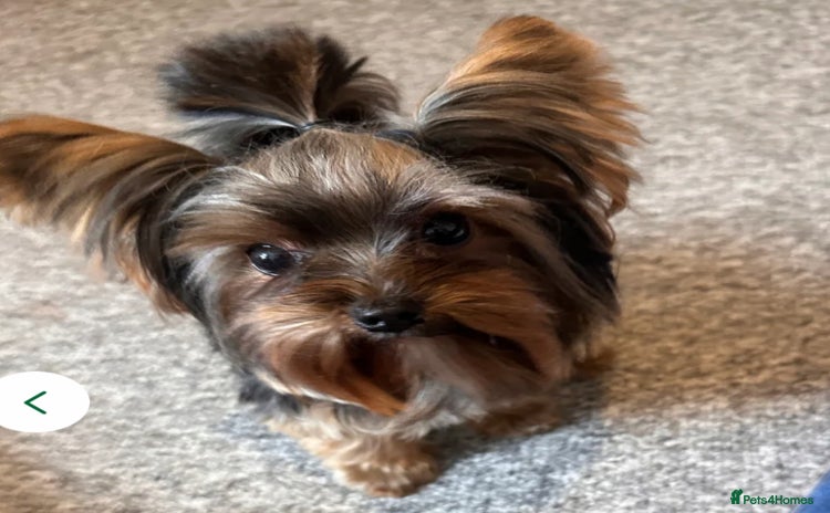 Yorkshire Terrier dogs - Advert 1