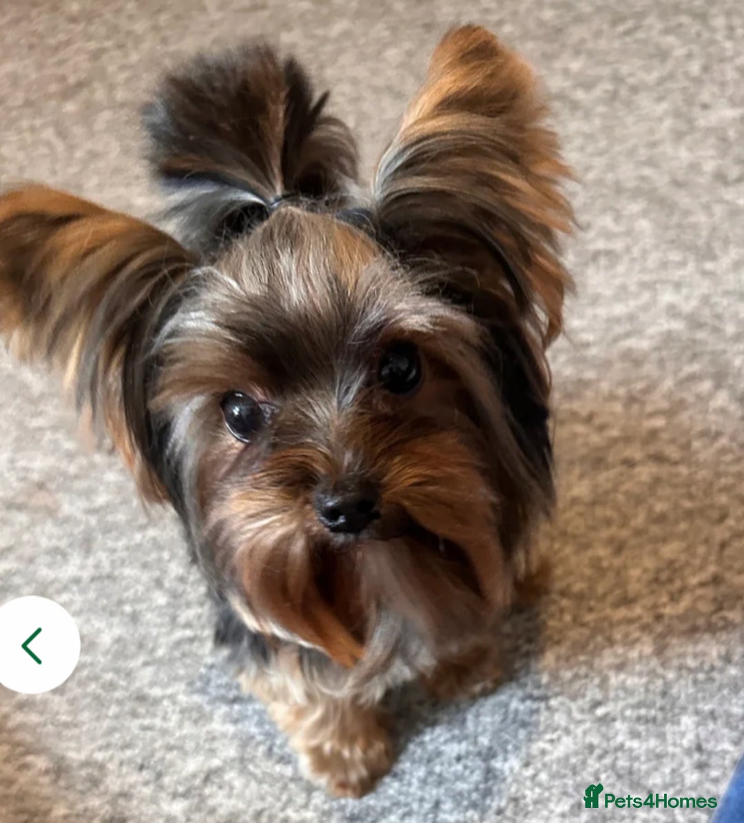 Yorkshire Terrier dogs for stud: Stud only, Exceptional miniature yorkshire terrier - Image 1