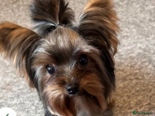 Yorkshire Terrier dogs - Advert 14