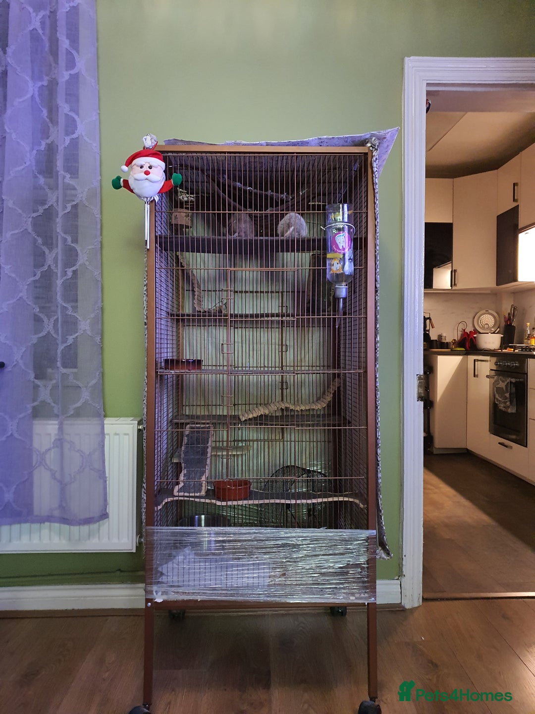 Degus rodents for sale: 2 male degus and cage - Advert 7