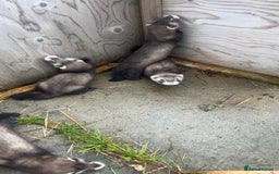 Ferret rodents for sale: Baby ferrets 8 weeks old - Image 8