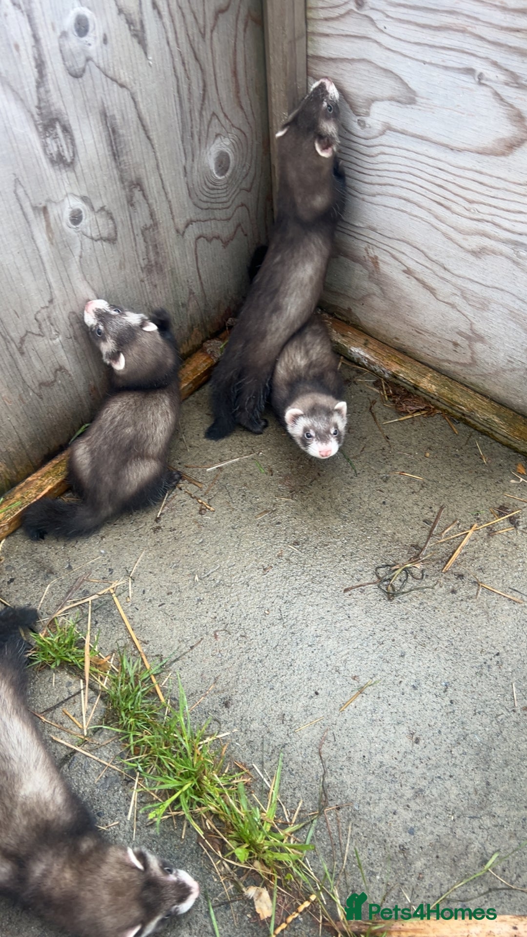 Ferret rodents for sale: Baby ferrets 8 weeks old - Image 8