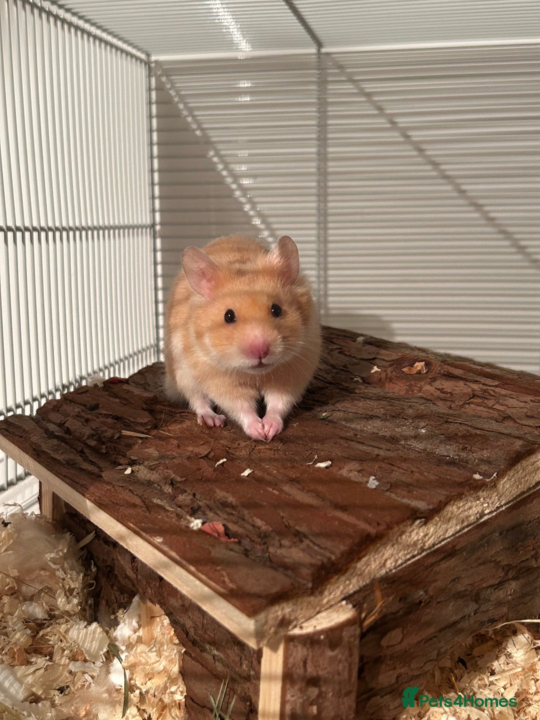 Hamster rodents for sale: Golden Syrian Hamster- Price includes everything! - Advert 1