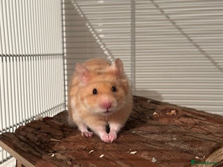 Hamster rodents Eddie Sheers- Golden Syrian Hamster - Advert 5