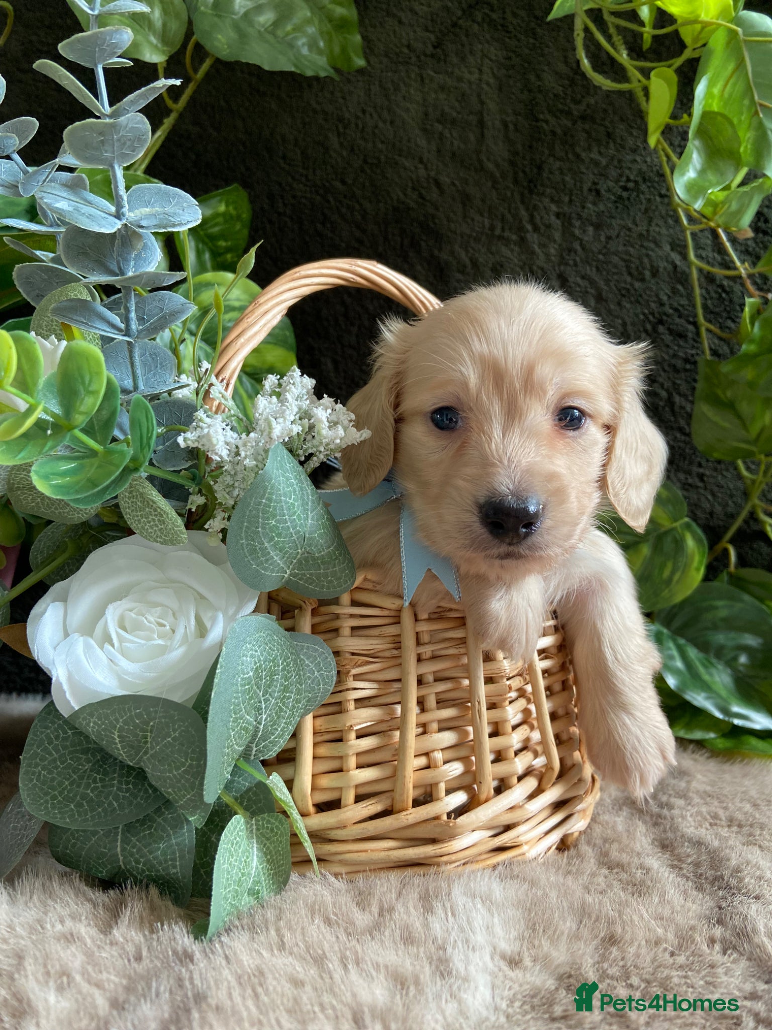 Miniature Dachshund dogs Kc long hair mini cream dachshund eeii /shaded  - Advert 2