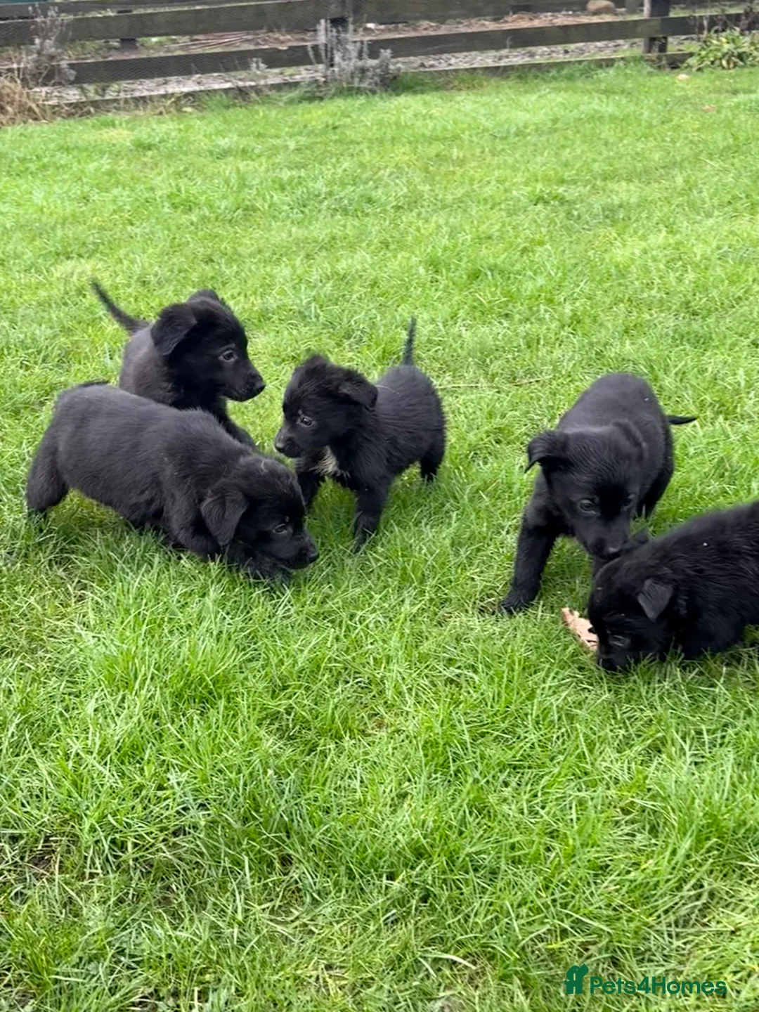 Borador dogs for sale: Fabulous vaccinated Collie x Labs  - Advert 9