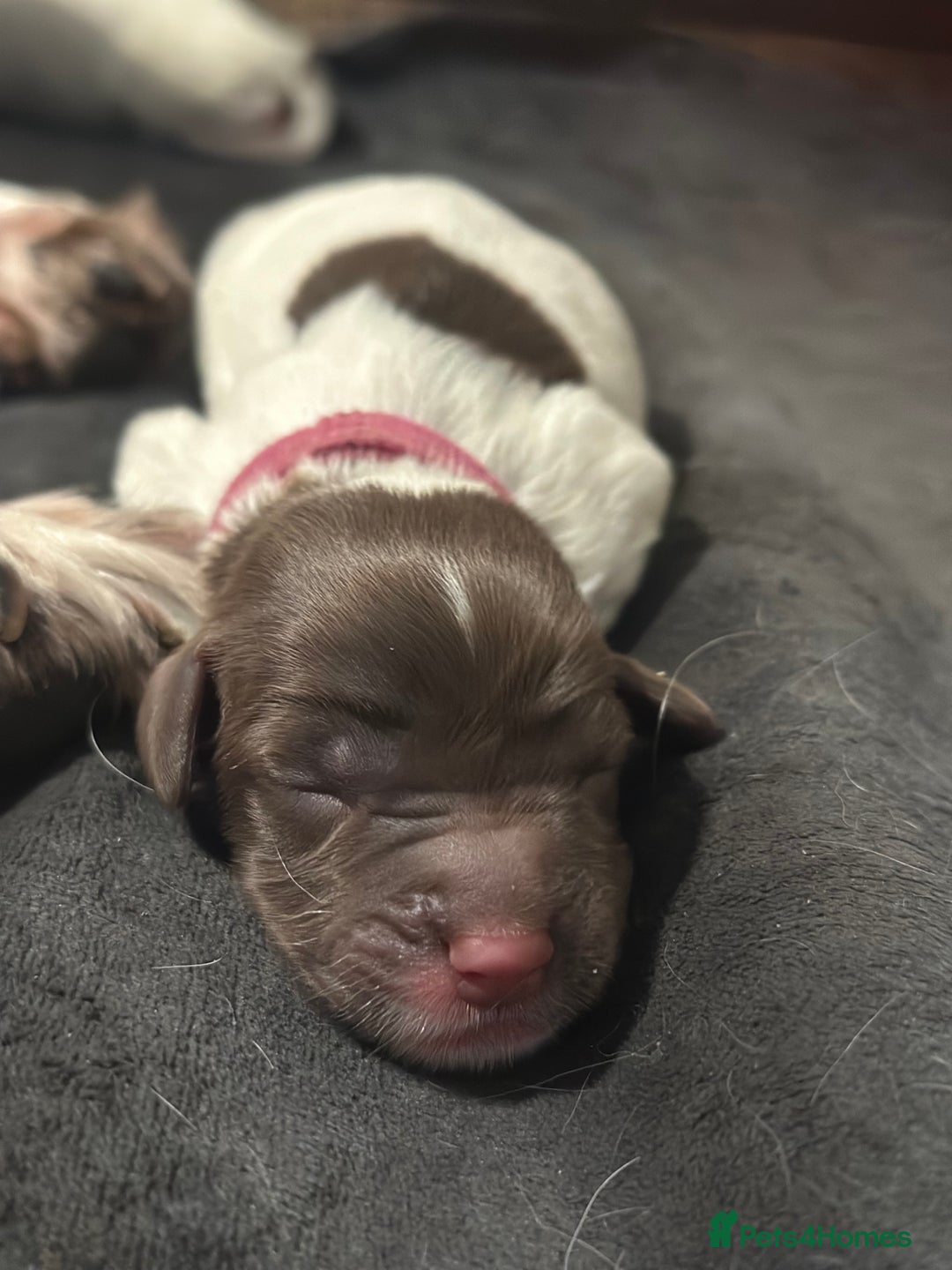 English Springer Spaniel dogs for sale: KC registered Springer Spainel  - Advert 21