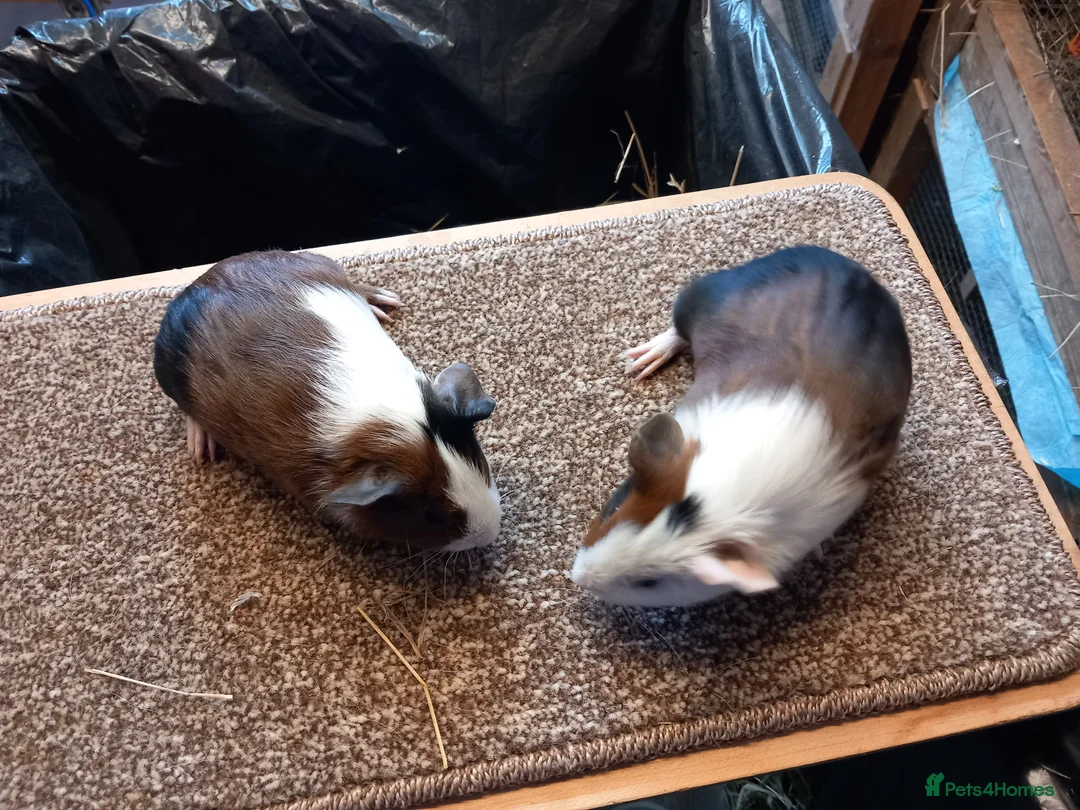 Guinea Pig rodents for sale: Baby guinea pigs for sale  - Advert 9