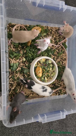 Rat rodents - Advert 7