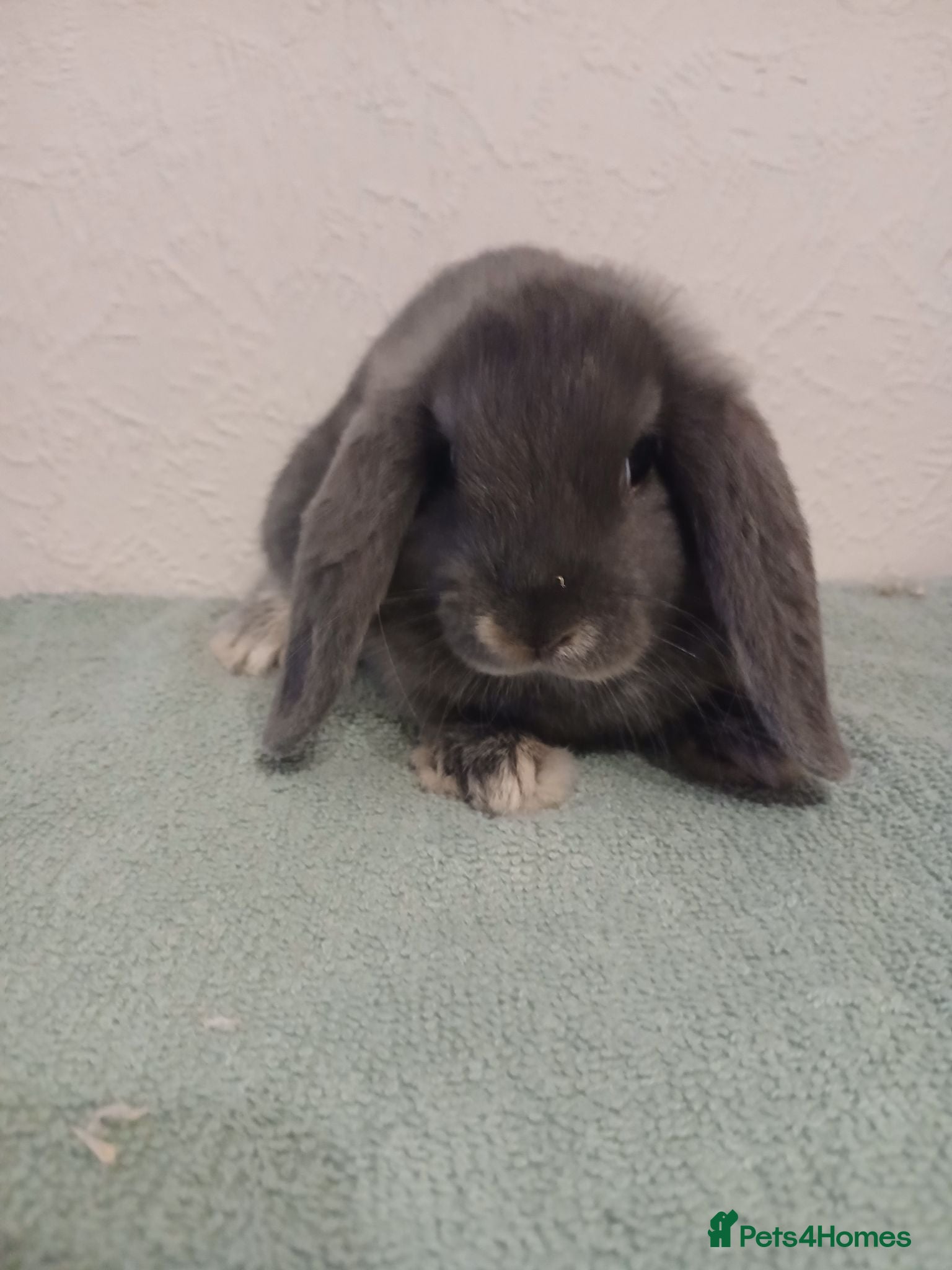 Mini Lop rabbits Blue.otter girl ready now - Advert 23