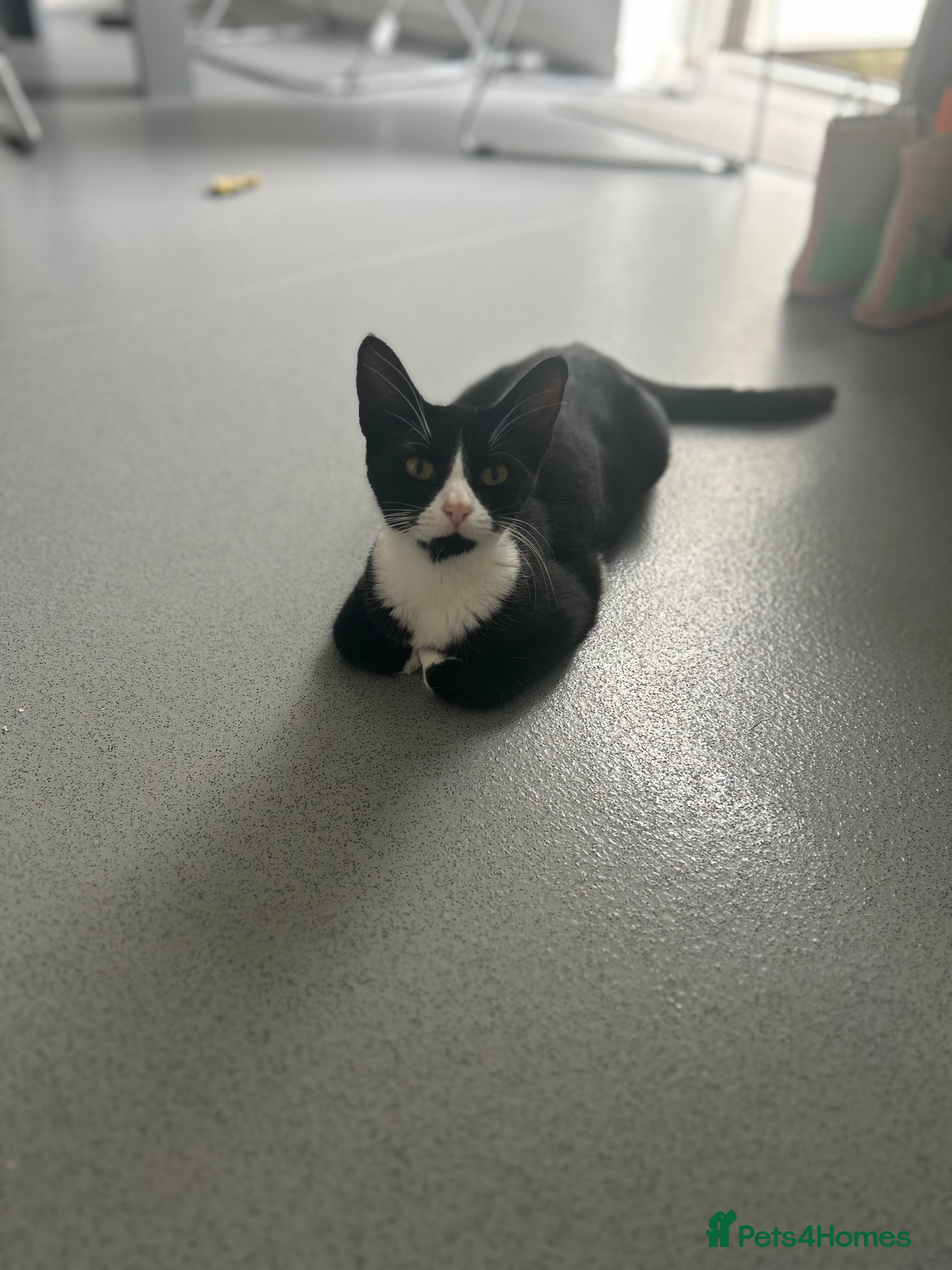 Mixed Breed cats 4 mixed breed kittens ready for new home  - Advert 1