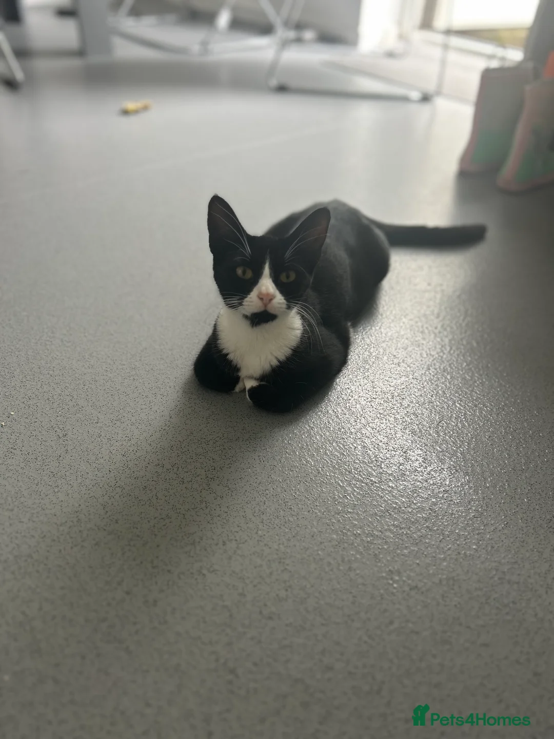 Mixed Breed cats for sale: 4 mixed breed kittens ready for new home  - Advert 1