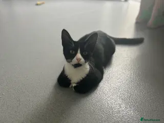 Mixed Breed cats 4 mixed breed kittens ready for new home - Advert 1