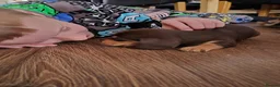 Miniature Dachshund dogs for sale: Miniature dachshunds  - Advert 13