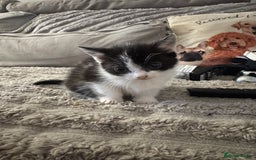 Domestic Shorthair cats for sale: Little domestic short haired kitties for sale  - Image 5