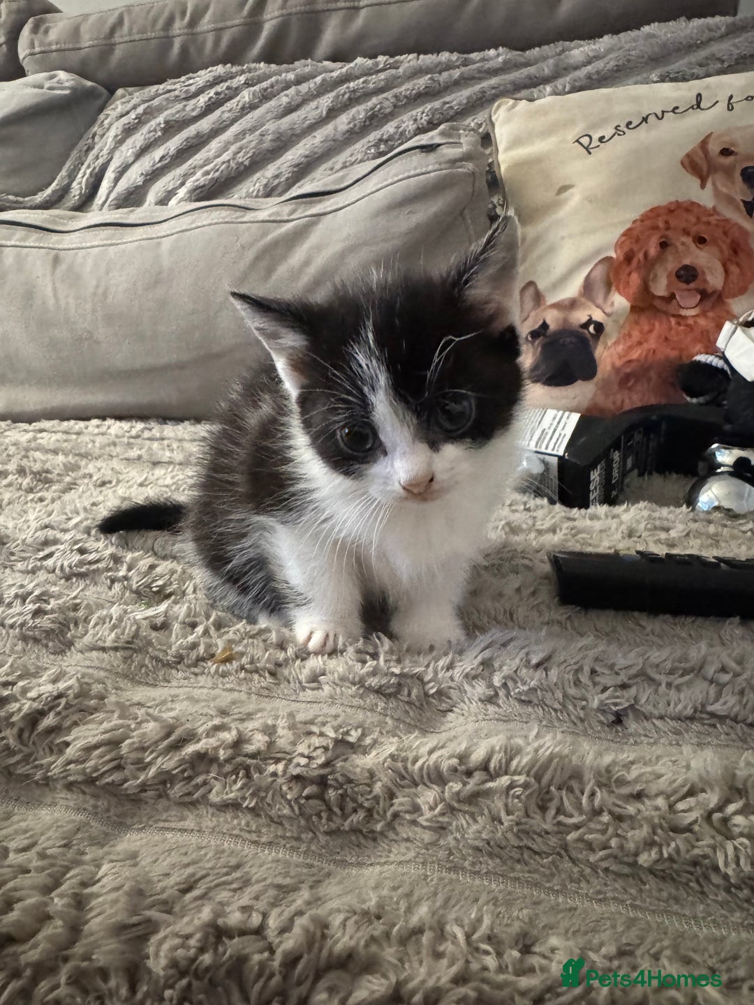 Domestic Shorthair cats for sale: Little domestic short haired kitties for sale  - Image 5