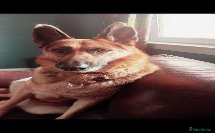 Mixed Breed dogs - Advert 1
