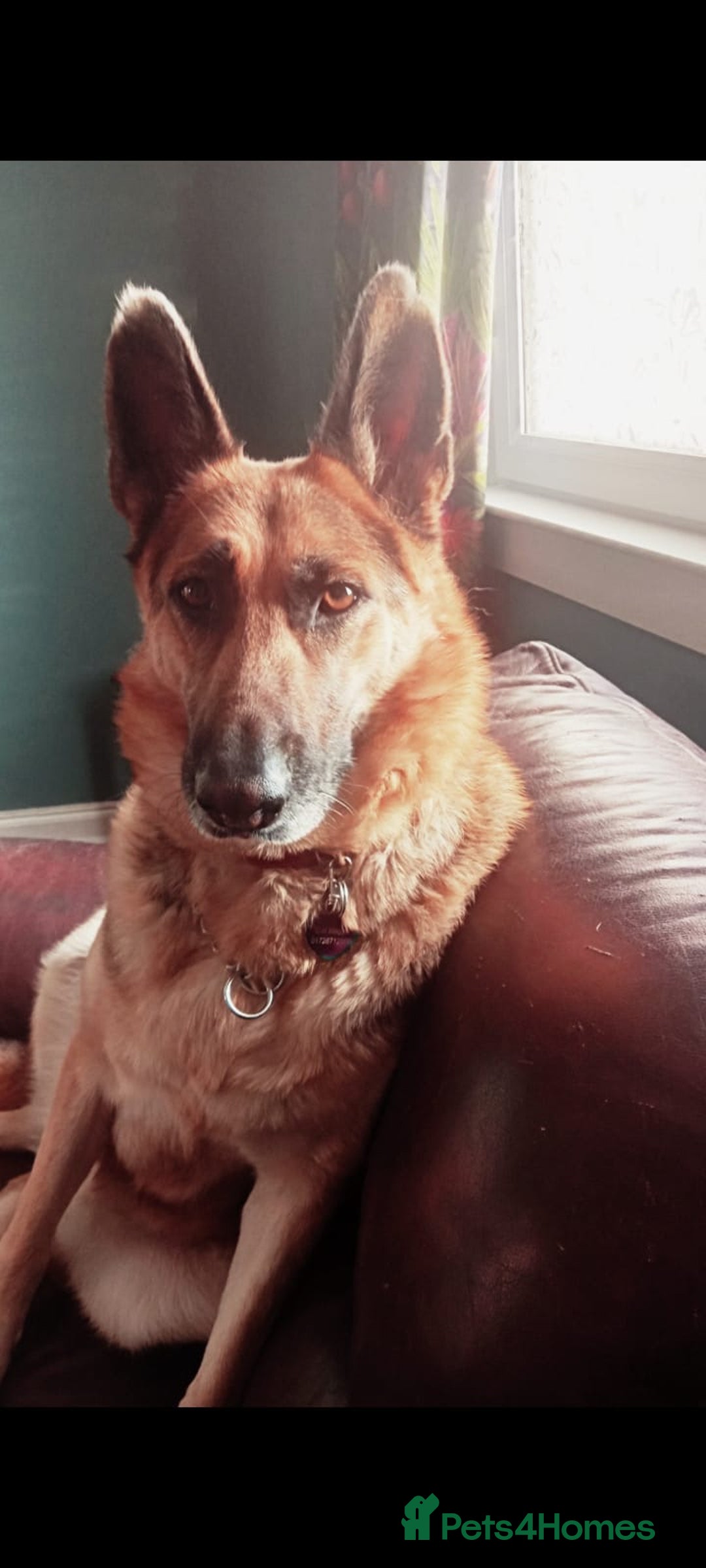 Mixed Breed dogs for adoption: Jessica stunning German Shepherd  - Image 1