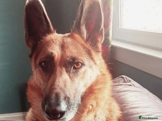 Mixed Breed dogs - Advert 1