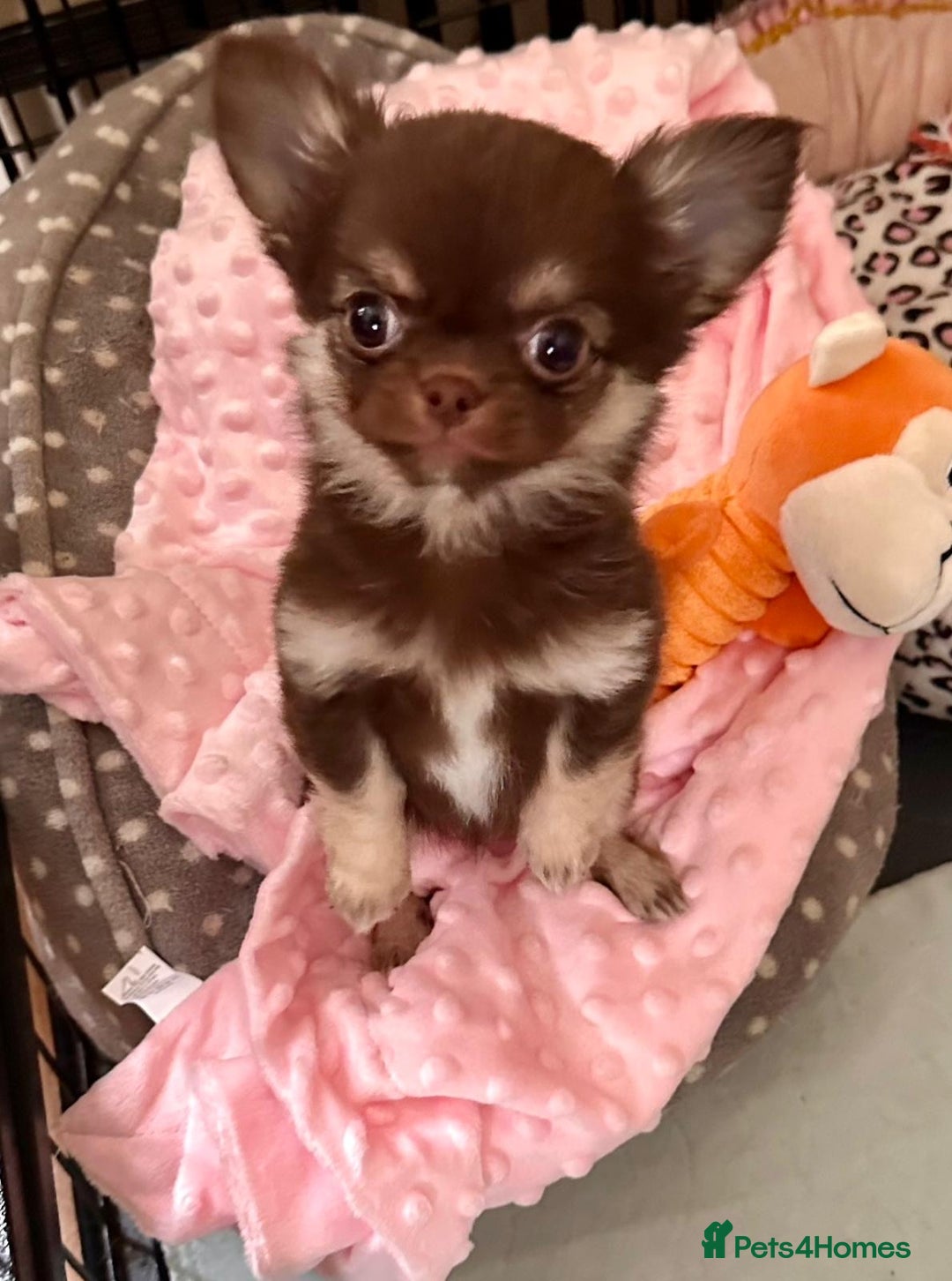 Chihuahua dogs for stud: Thailand imported chihuahua boy stud only in Doncaster - Advert 18