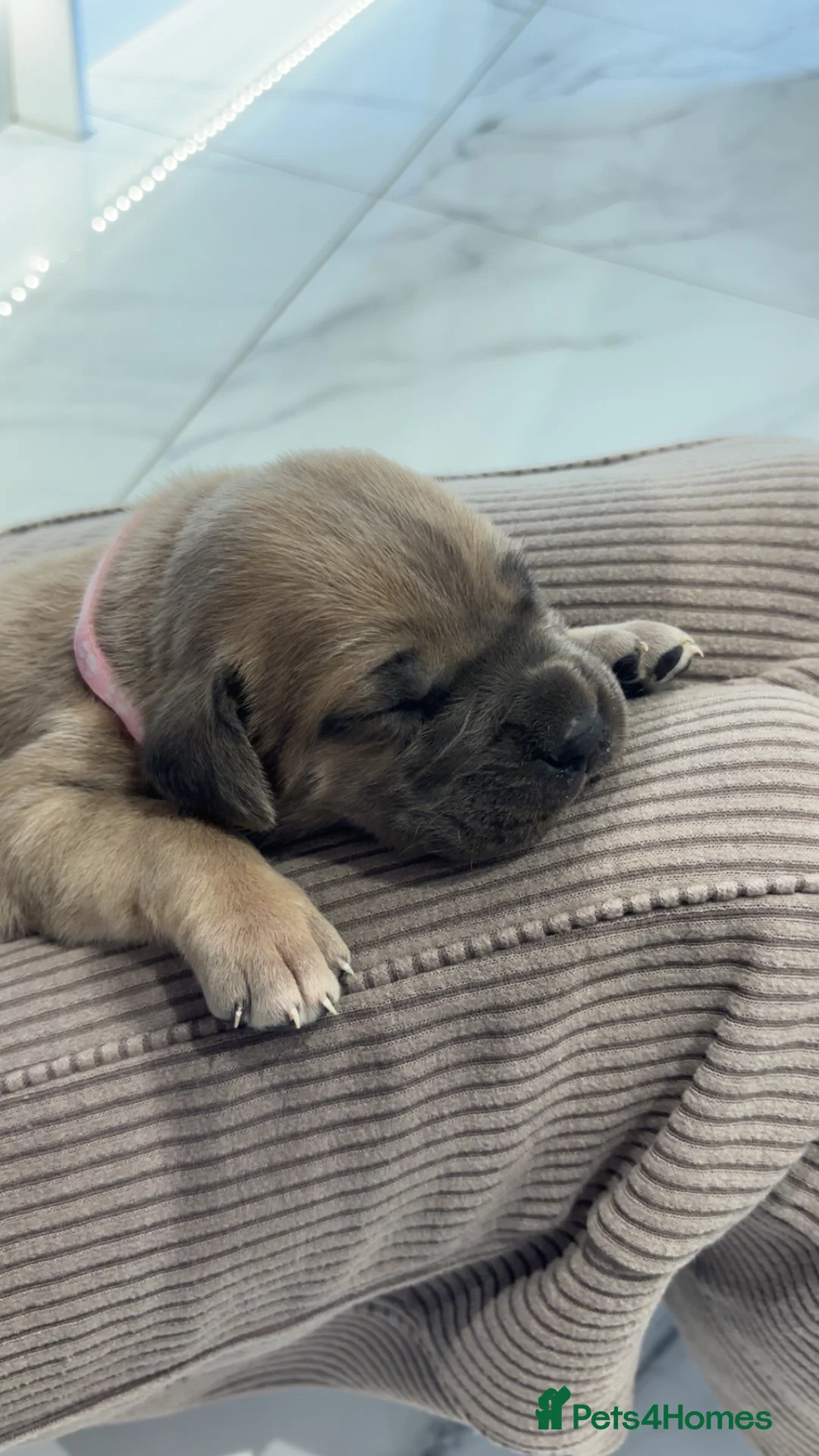 Cane Corso dogs for sale: Cane Corso Puppies 🐶  - Advert 23