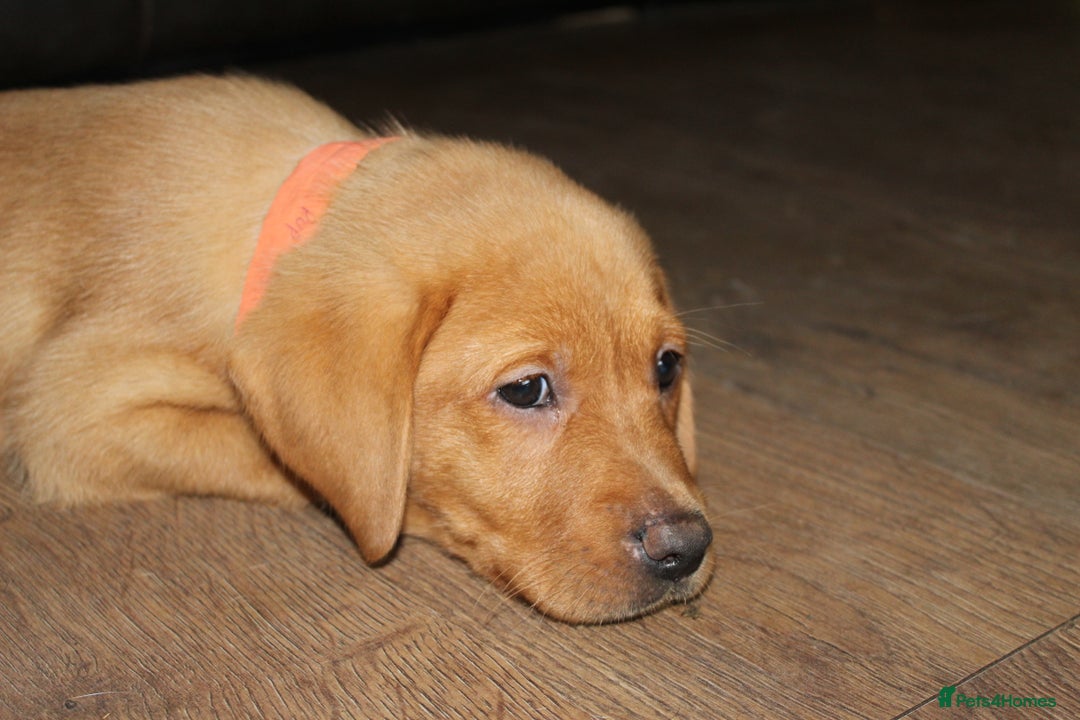 Labrador Retriever dogs for sale: Labrador Pupsfor Sale – Yellow, Chocolate, Black  - Image 16
