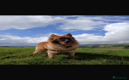 German Shepherd dogs for sale: German Shepherd puppies (Alsatian) - Image 14
