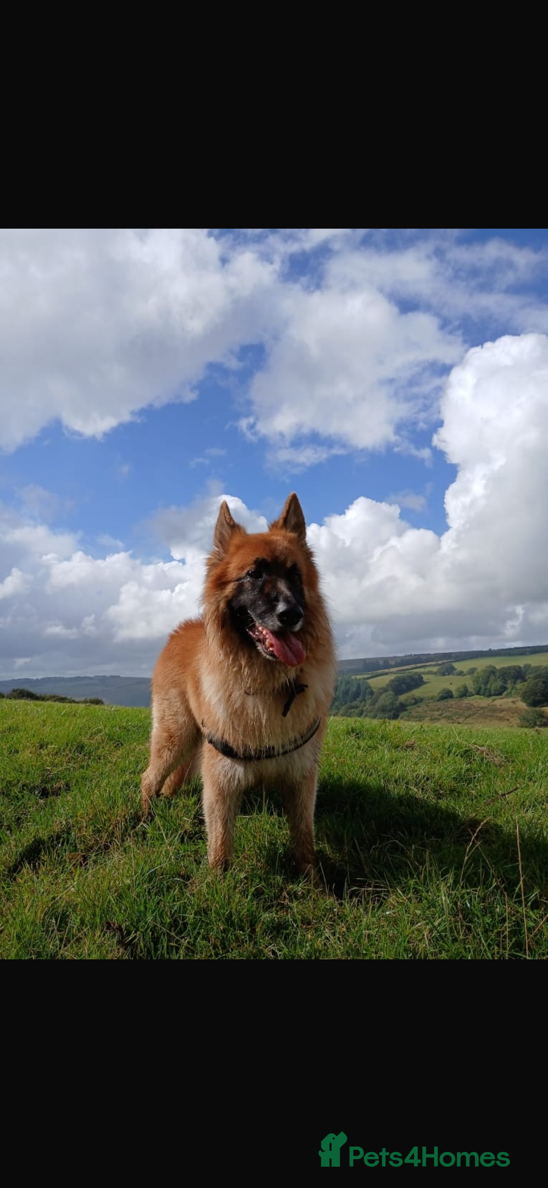 German Shepherd dogs for sale: German Shepherd puppies (Alsatian) - Image 14
