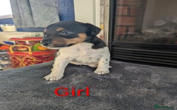 Jack Russell dogs for sale: Pure Jackrussells  - Advert 5