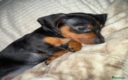 Miniature Dachshund dogs for sale: Miniature dachshund pups  - Image 5