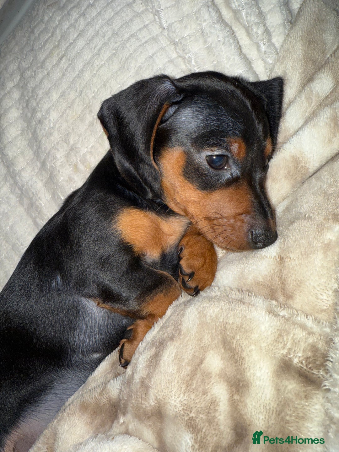Miniature Dachshund dogs for sale: Miniature dachshund pups  - Image 5