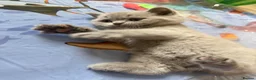 British Shorthair cats for sale: Gorgeous British Shorthair Kittens🐾💙 - Advert 10