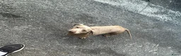 Dachshund dogs for sale: Dachshund (Billy) - Advert 1