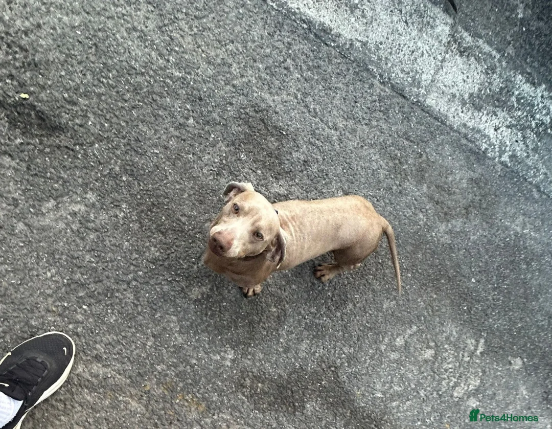Dachshund dogs for sale: Dachshund (Billy) - Advert 1