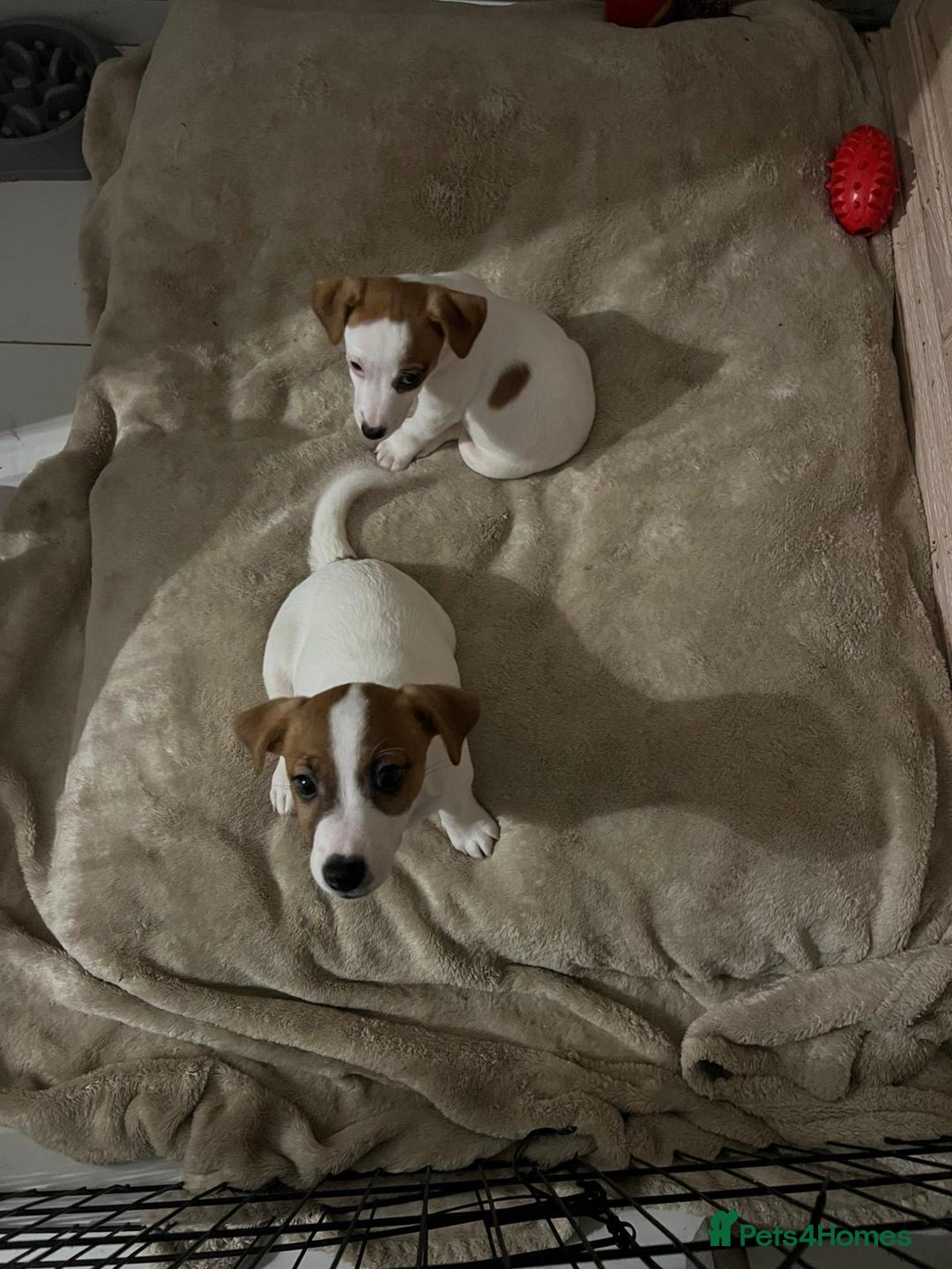 Jack Russell dogs for sale: Ingars - Advert 6