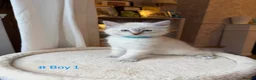Ragdoll cats for sale: ✨Ragdoll Kittens for Sale - Advert 2