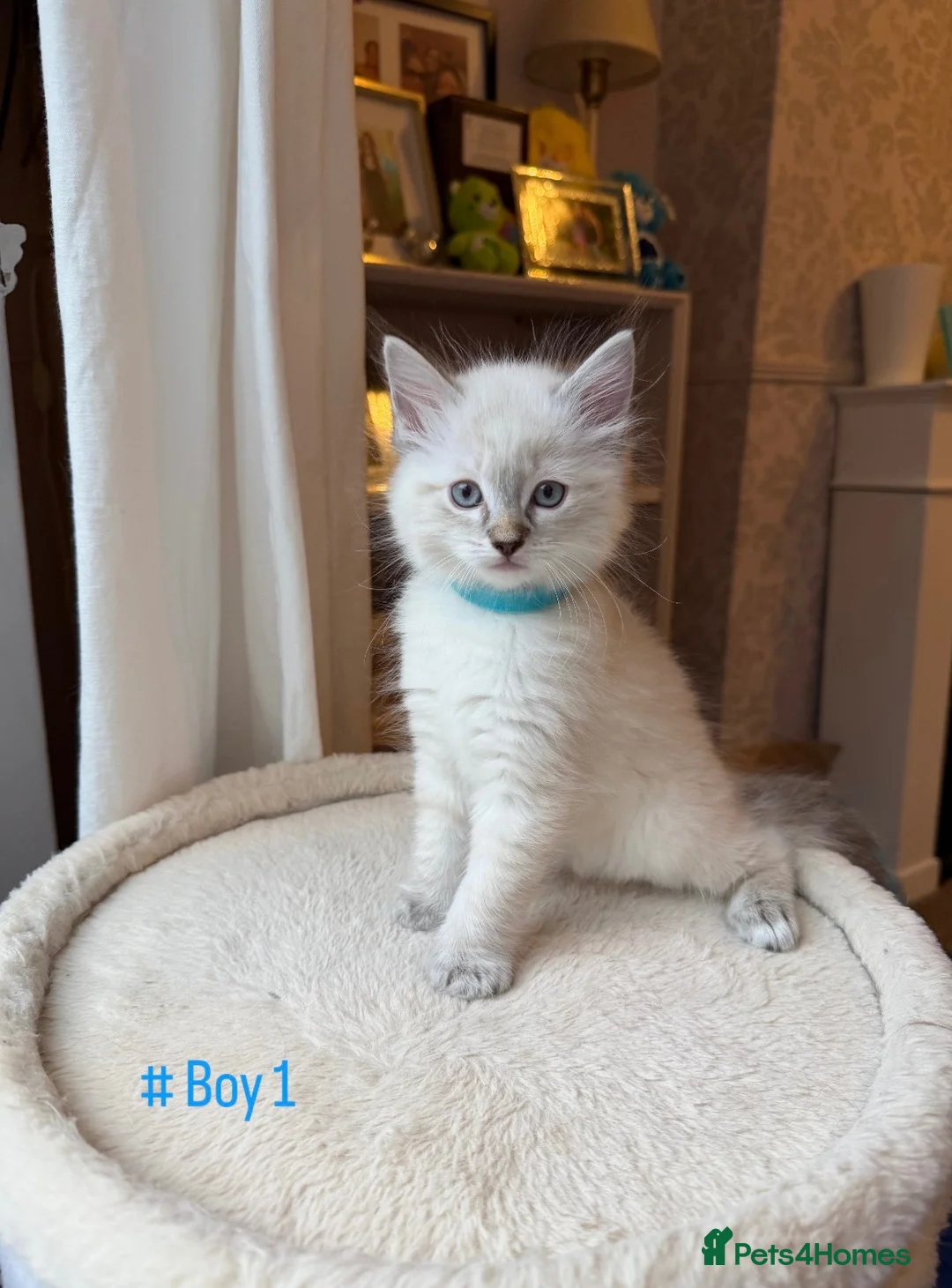Ragdoll cats for sale: ✨Ragdoll Kittens for Sale - Advert 2