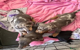 Dachshund dogs for sale: Dachshund puppies  - Image 6