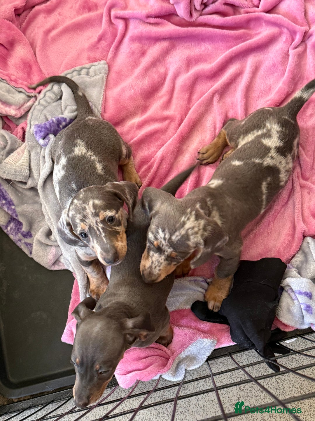 Dachshund dogs for sale: Dachshund puppies  - Image 6
